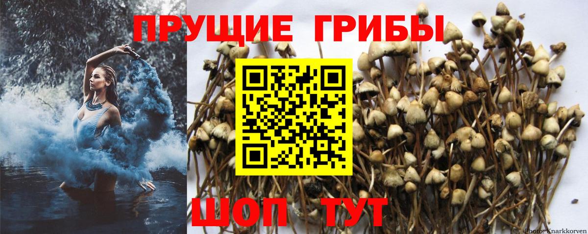 Тулун  Псилоцибиновые грибы ЛСД  Вход с VPN 